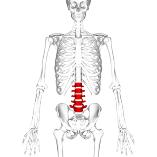 375px-lumbar_vertebrae_anterior